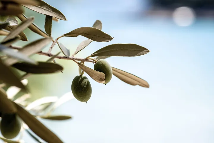 A sunlit olive branch against a soft golden background